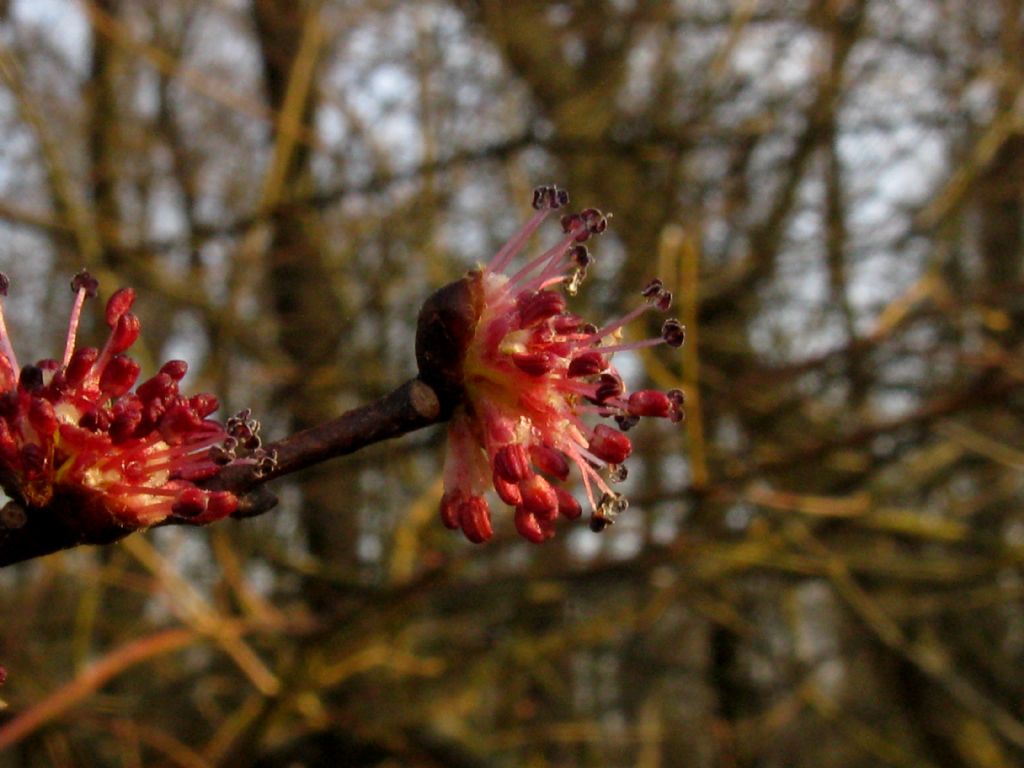 Ulmus minor
