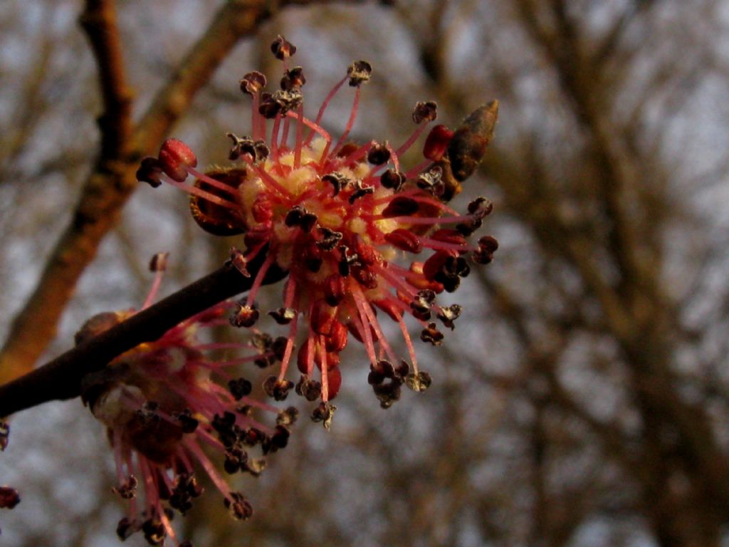 Ulmus minor