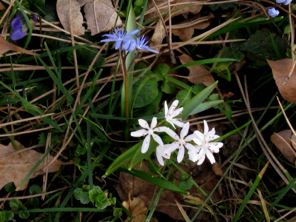 Scilla bianca?... Scilla bifolia (esemplare apocromatico)