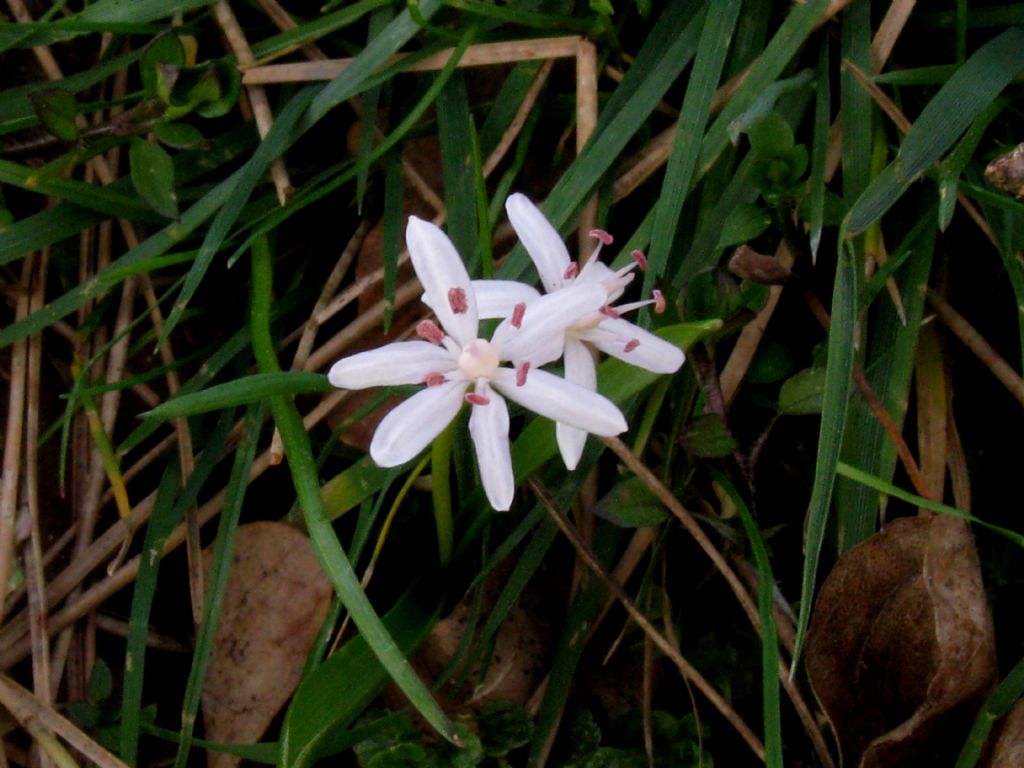 Scilla bianca?... Scilla bifolia (esemplare apocromatico)