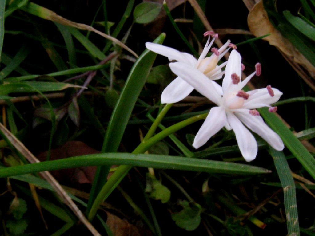 Scilla bianca?... Scilla bifolia (esemplare apocromatico)