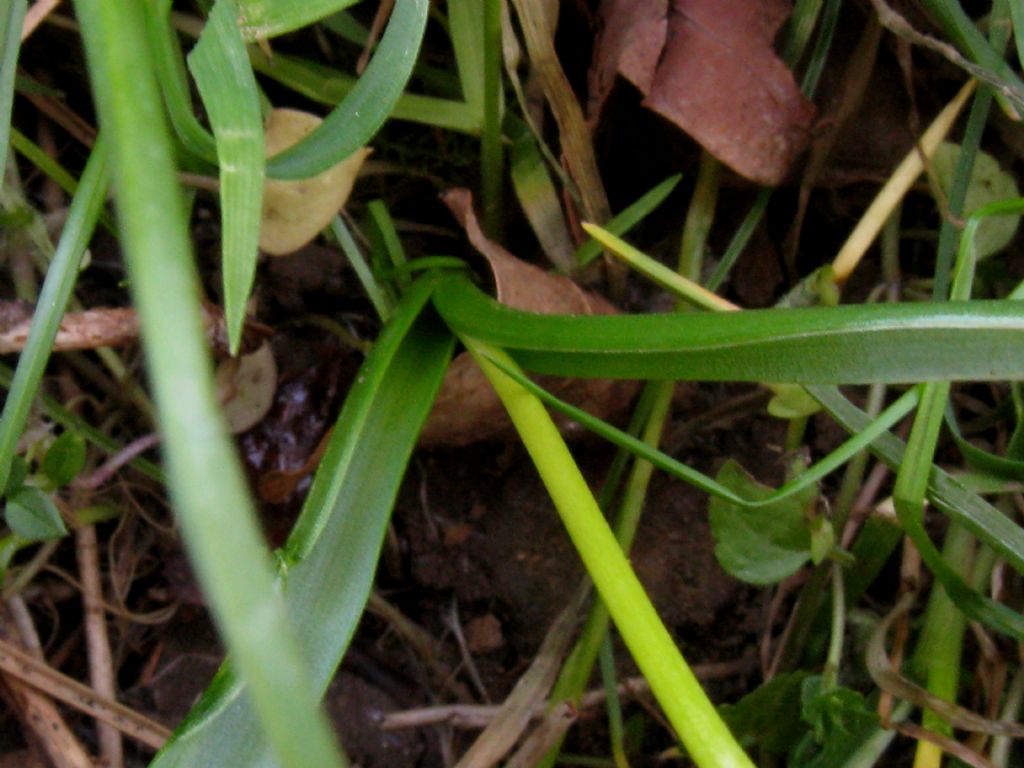 Scilla bianca?... Scilla bifolia (esemplare apocromatico)