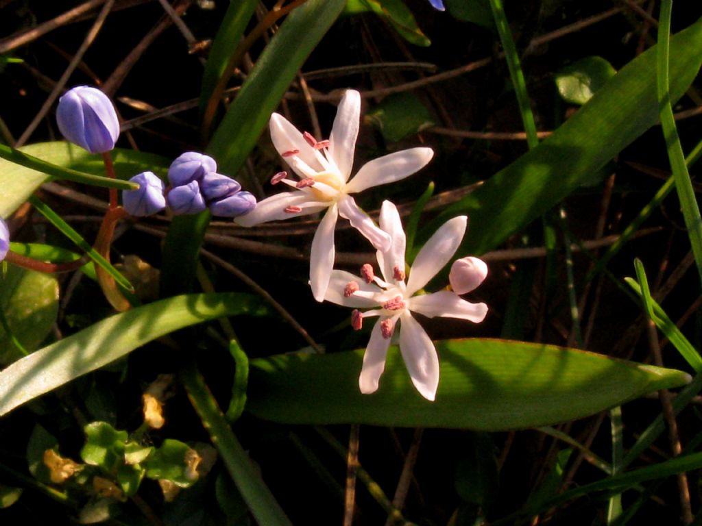 Scilla bianca?... Scilla bifolia (esemplare apocromatico)