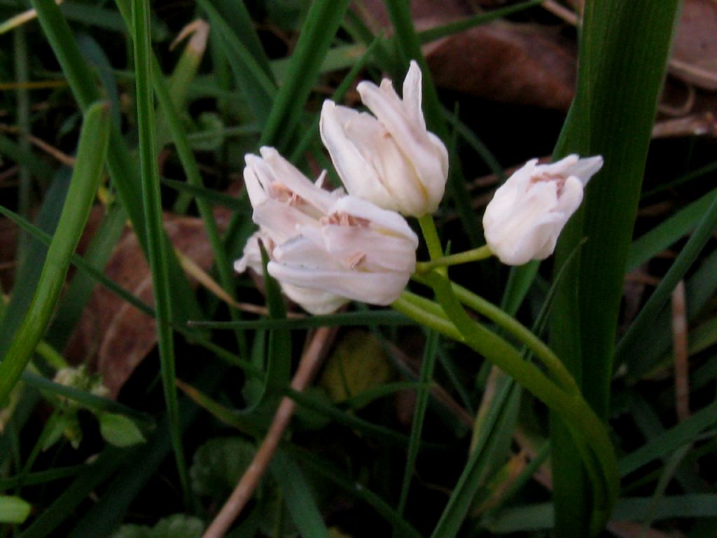 Scilla bianca?... Scilla bifolia (esemplare apocromatico)