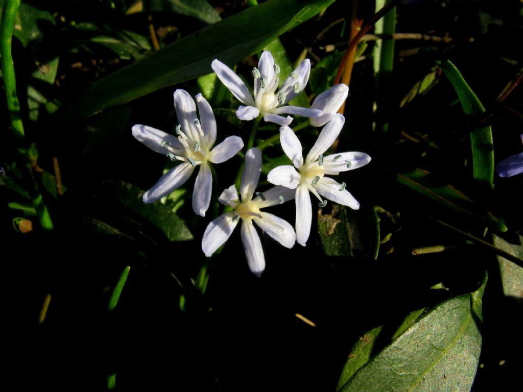 Scilla bianca?... Scilla bifolia (esemplare apocromatico)