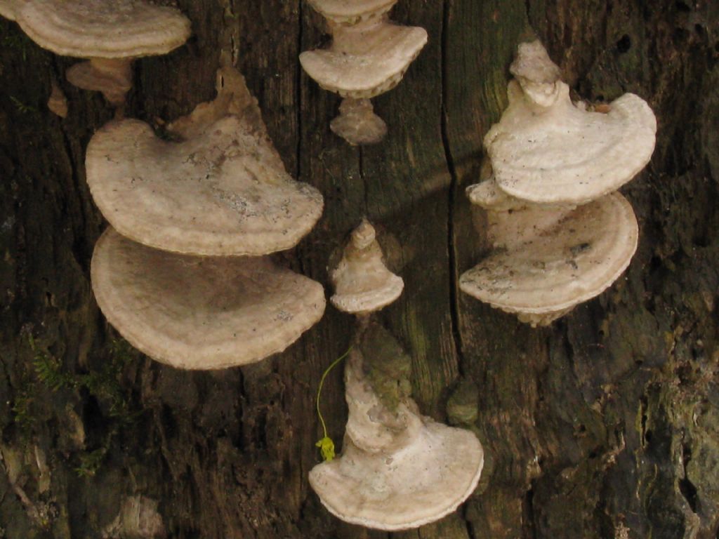 Daedalea quercina?  S�