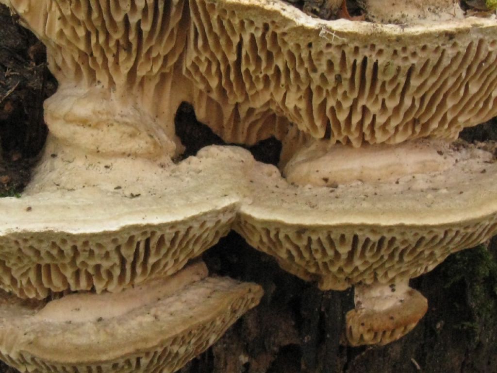 Daedalea quercina?  S�