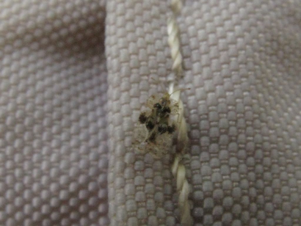Tingidae: Corythucha arcuata