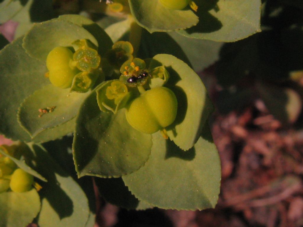 Euphorbia helioscopia? S