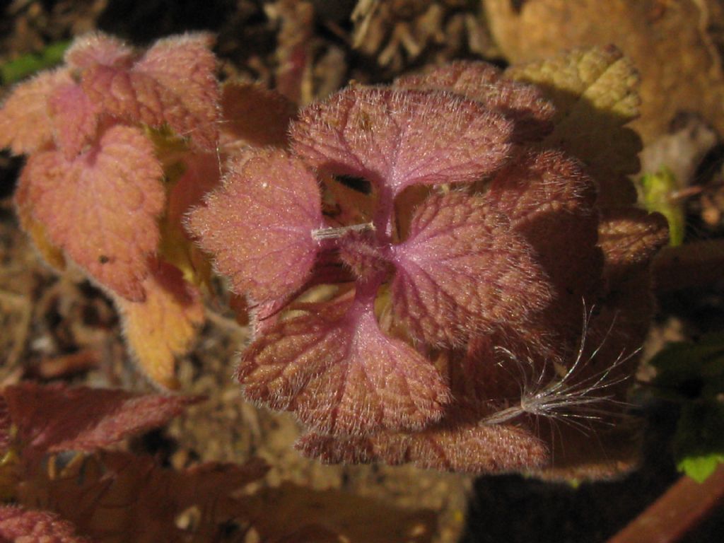 Lamium...purpureum