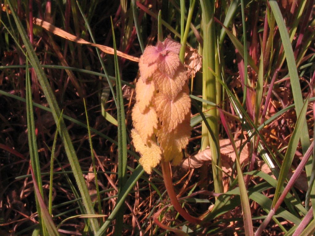 Lamium...purpureum