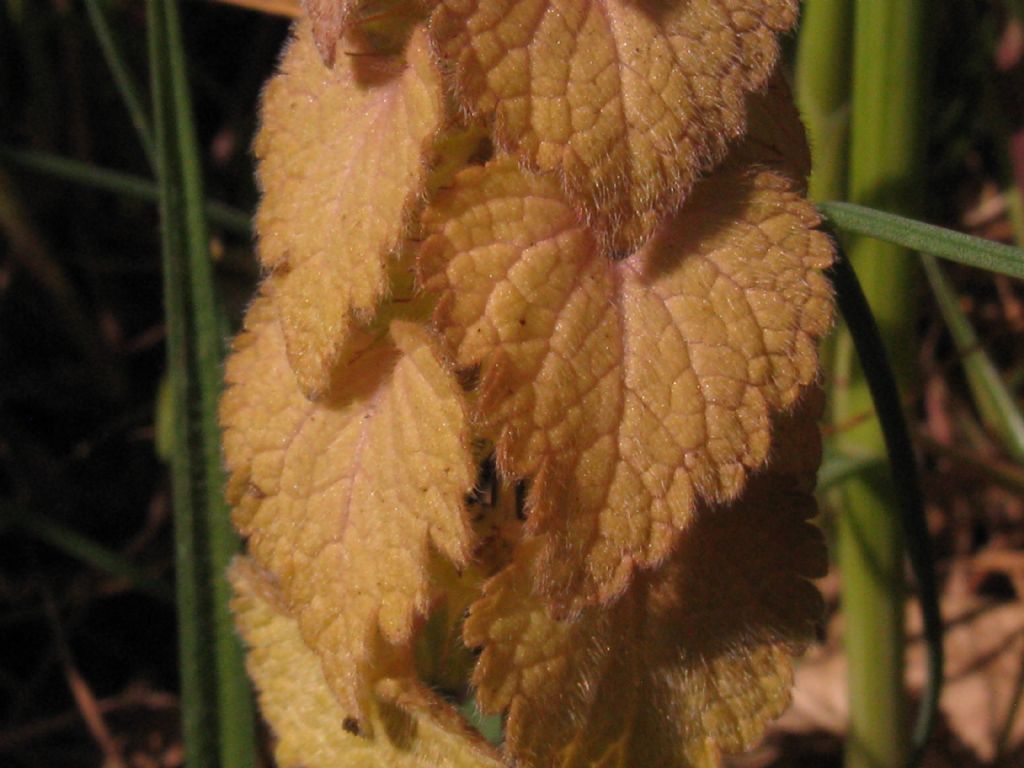 Lamium...purpureum