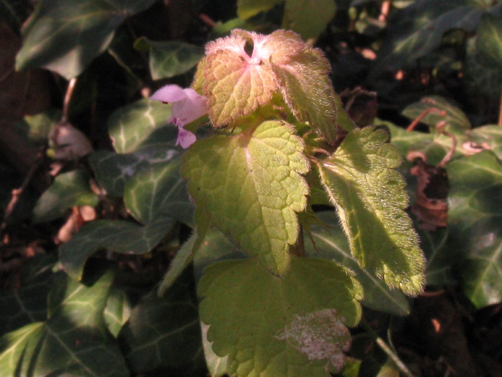 Lamium...purpureum