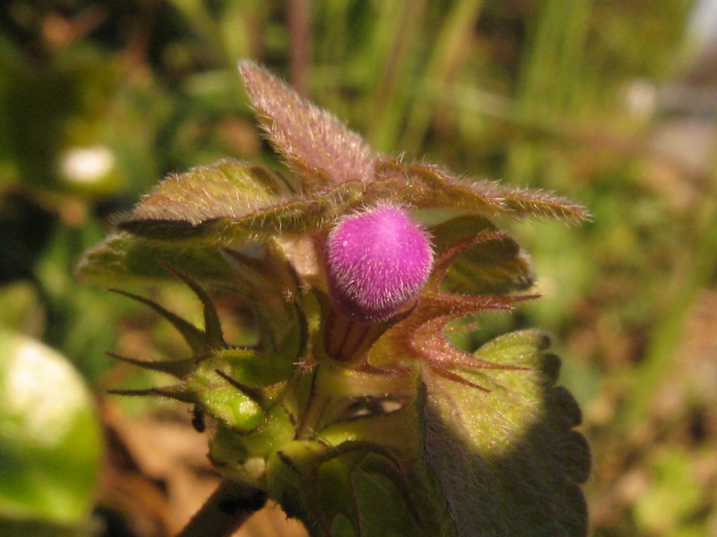 Lamium...purpureum