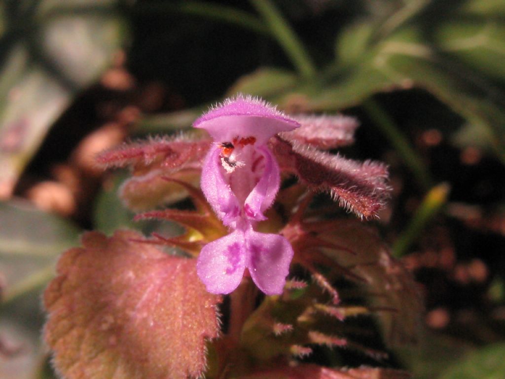 Lamium...purpureum