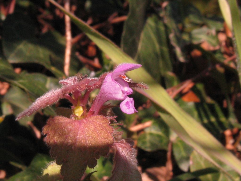 Lamium...purpureum
