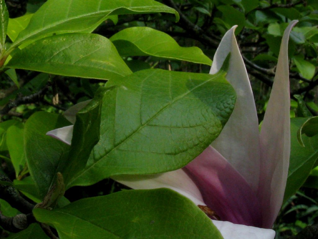 Magnolia x liliflora 