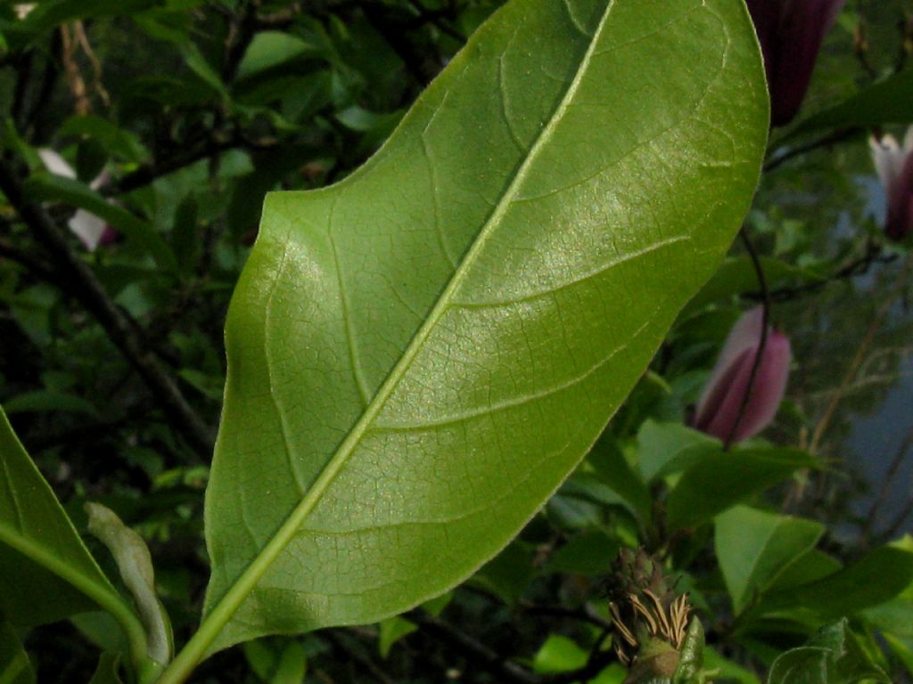 Magnolia x liliflora 