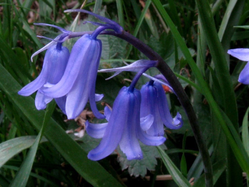 Hyacinthoides non scripta da confermare