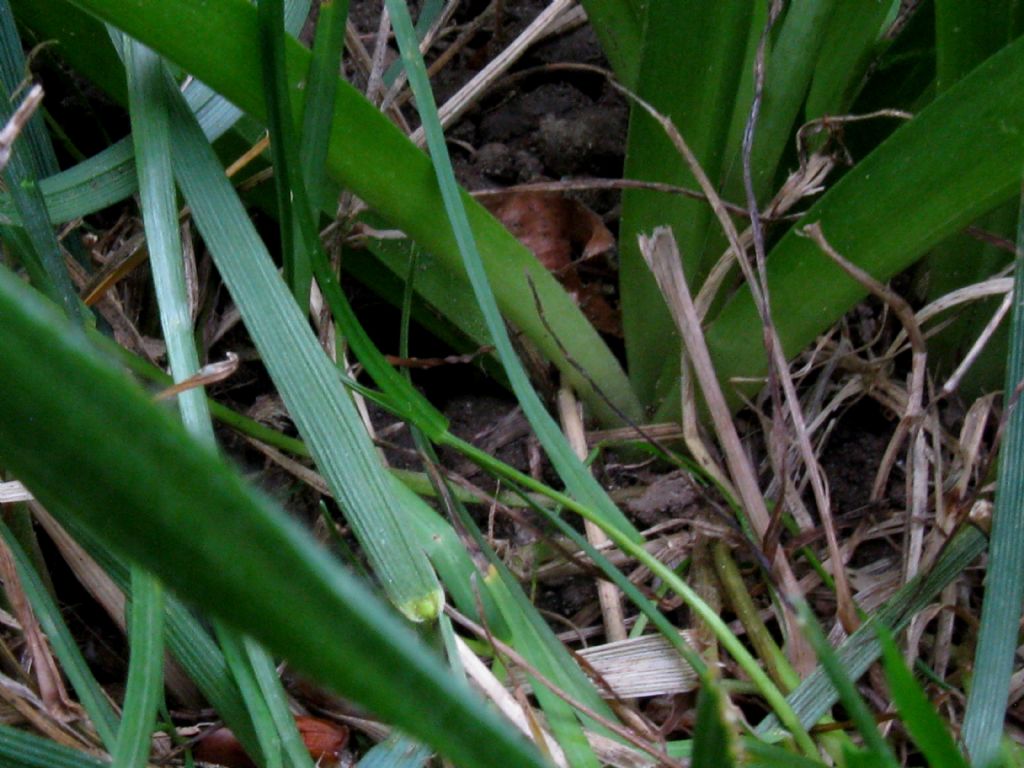 Hyacinthoides non scripta da confermare