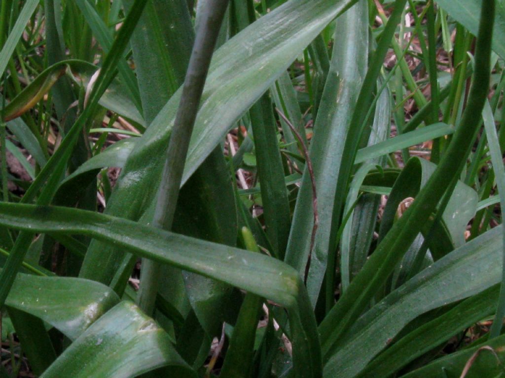 Hyacinthoides non scripta da confermare
