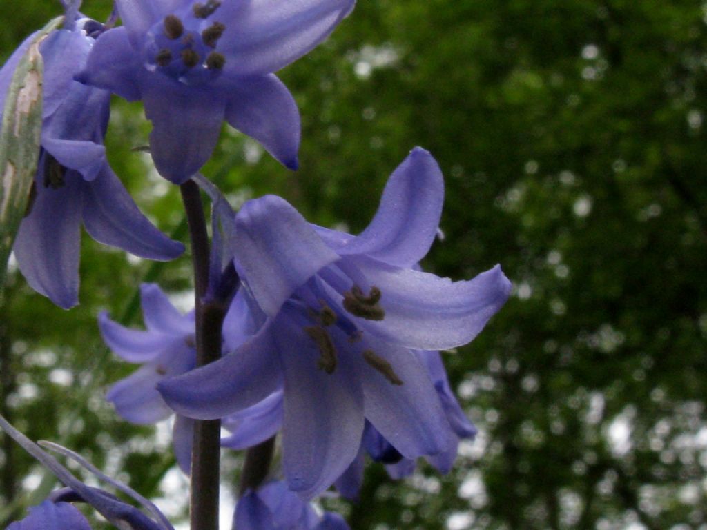 Hyacinthoides non scripta da confermare