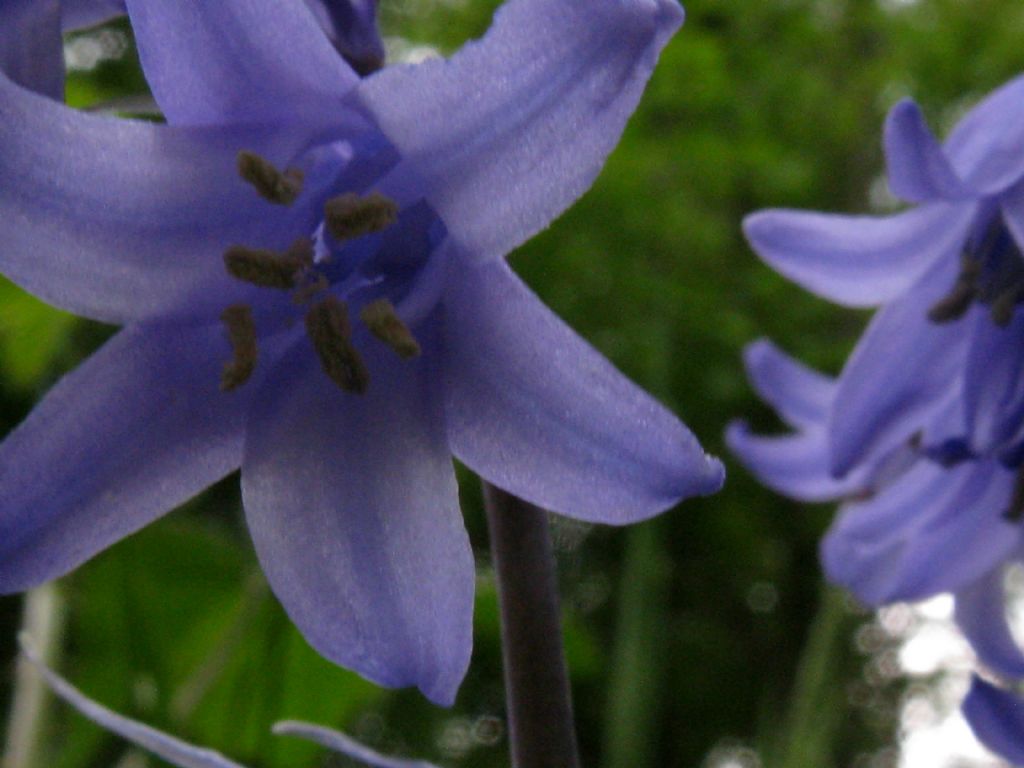 Hyacinthoides non scripta da confermare