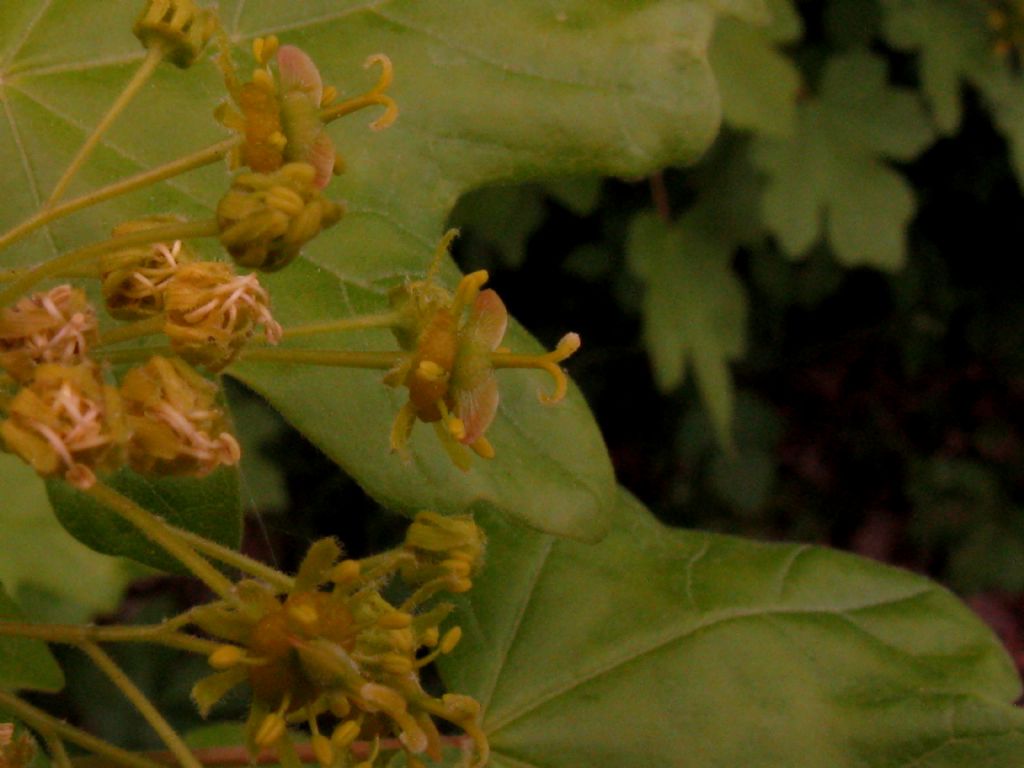 Acer campestre?  S