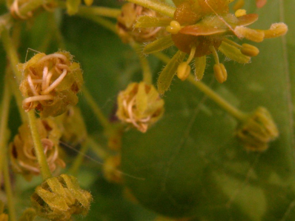 Acer campestre?  S