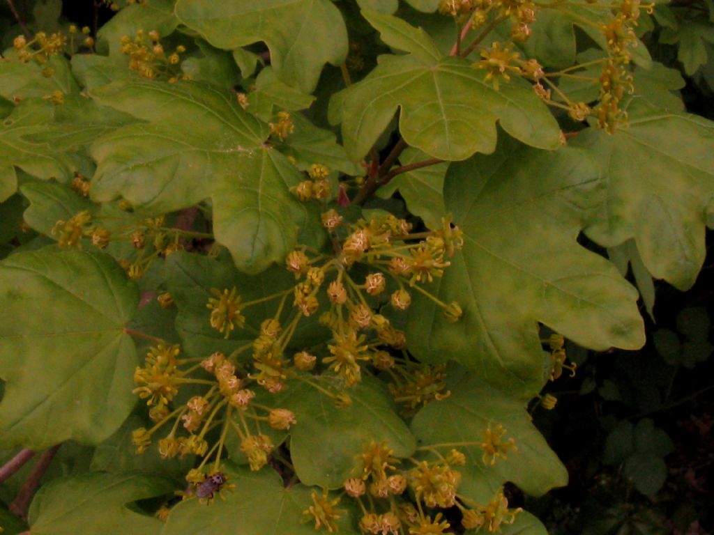 Acer campestre?  S