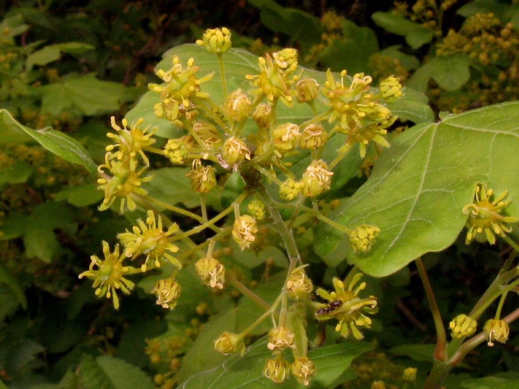 Acer campestre?  S