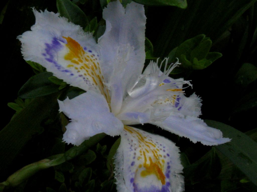 Iris japonica? S
