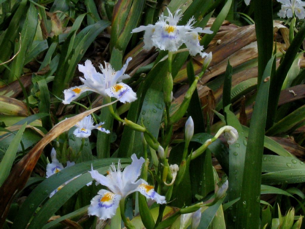 Iris japonica? S