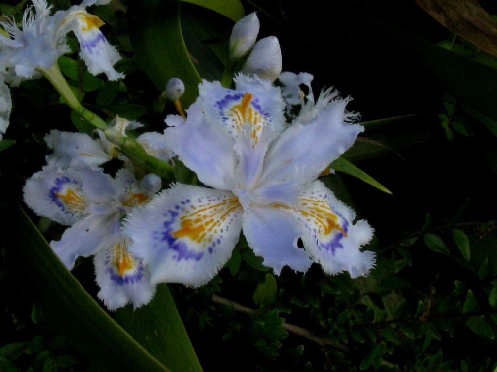 Iris japonica? S