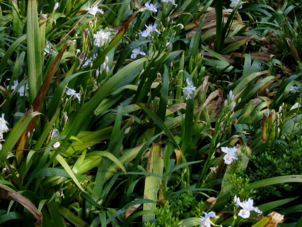 Iris japonica? S