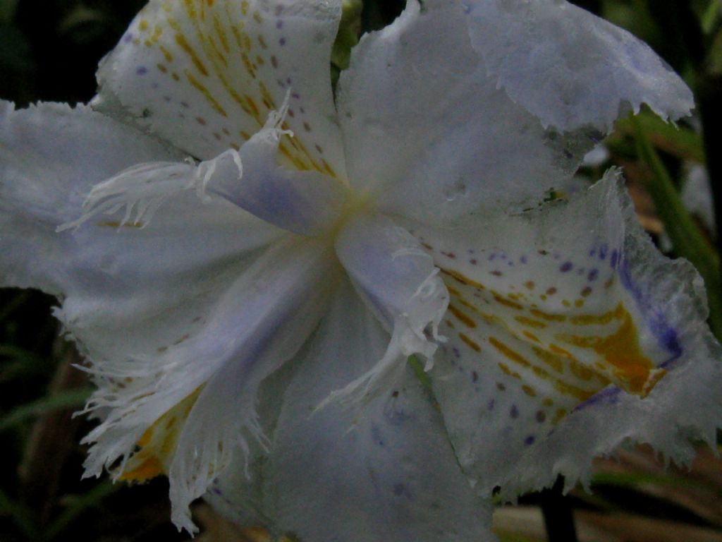 Iris japonica? S