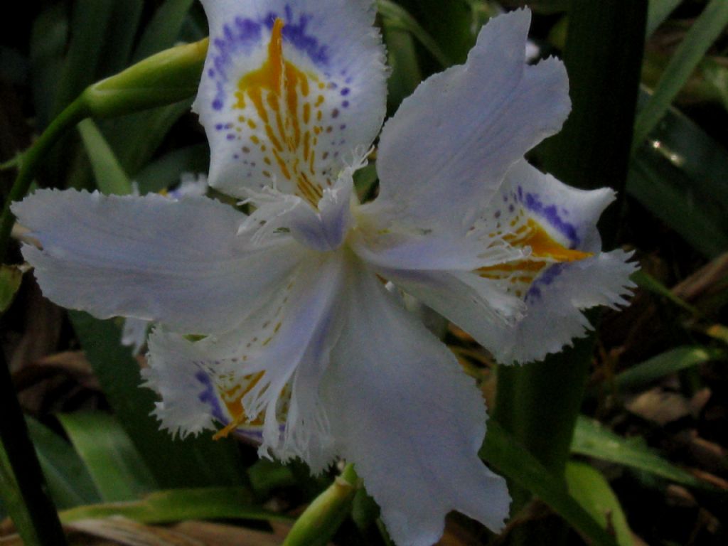 Iris japonica? S