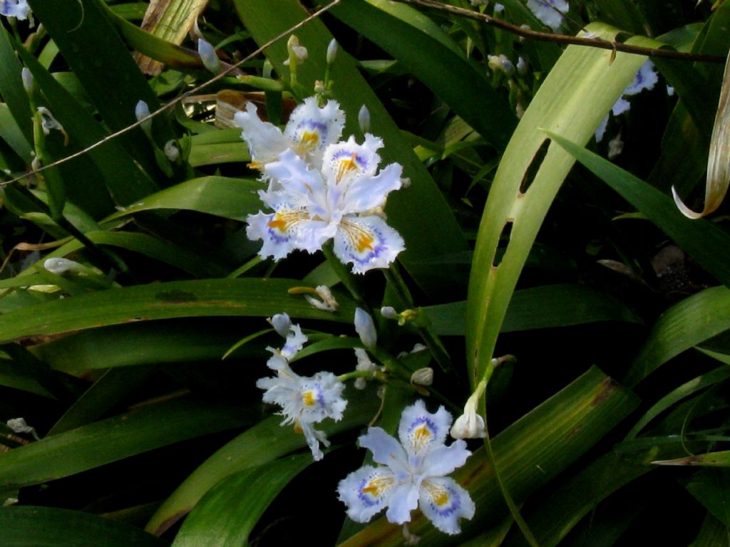 Iris japonica? S