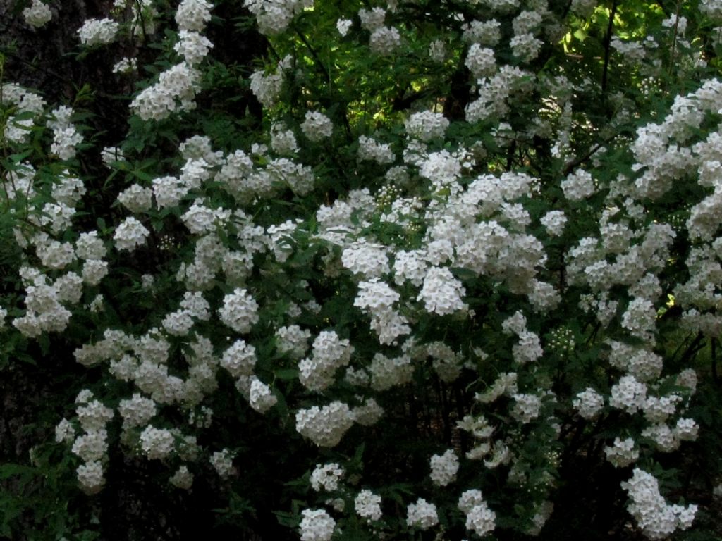 Spiraea cantoniensis?  S