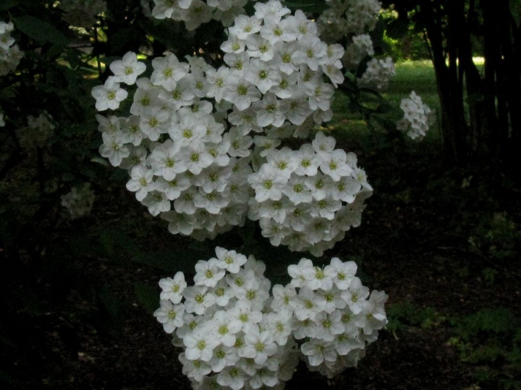 Spiraea cantoniensis?  S