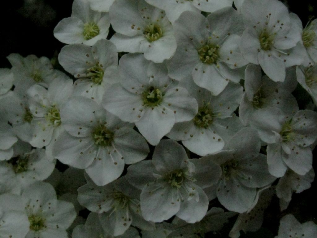 Spiraea cantoniensis?  S