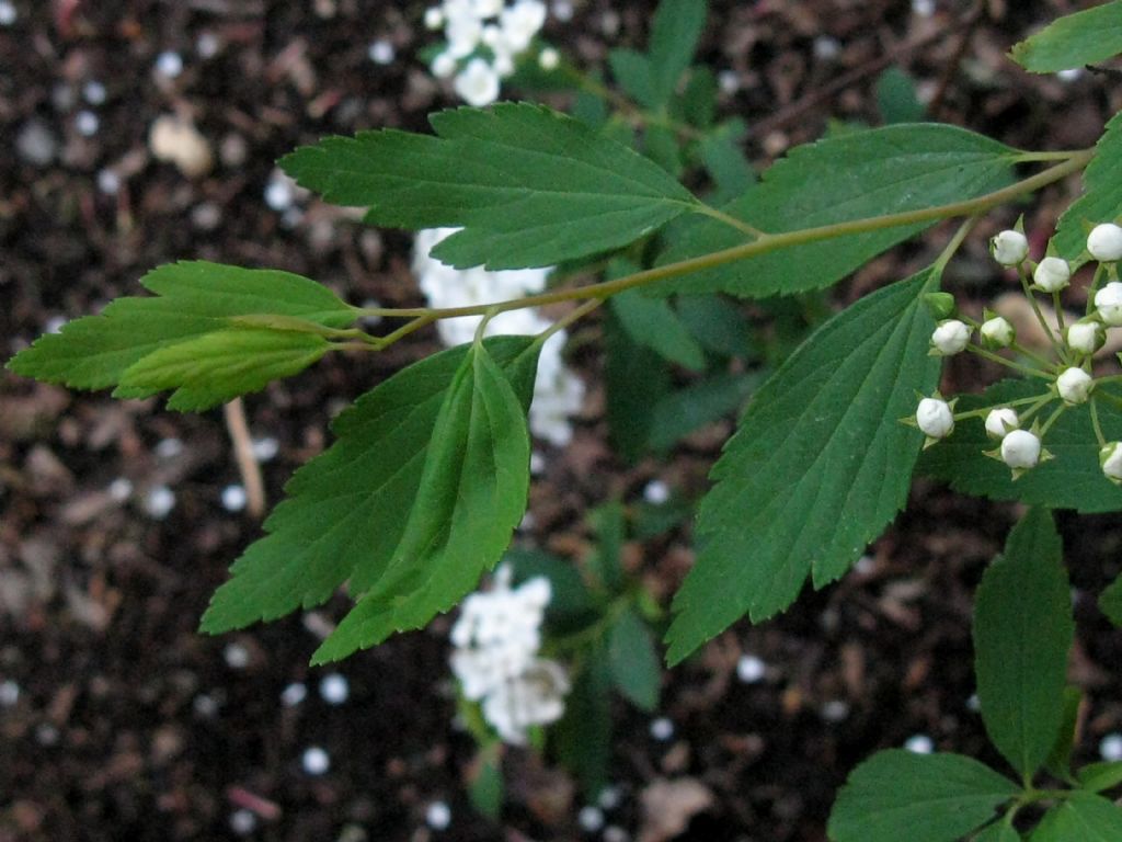 Spiraea cantoniensis?  S