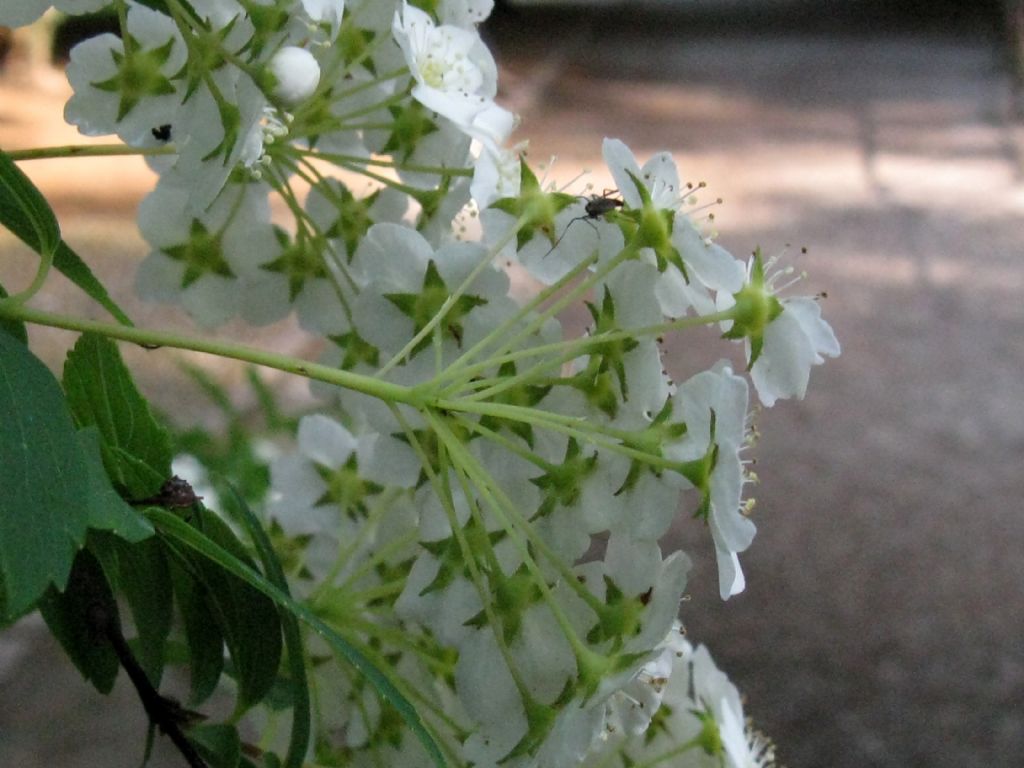 Spiraea cantoniensis?  S