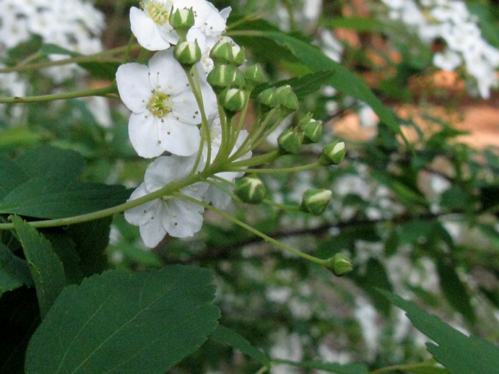 Spiraea cantoniensis?  S