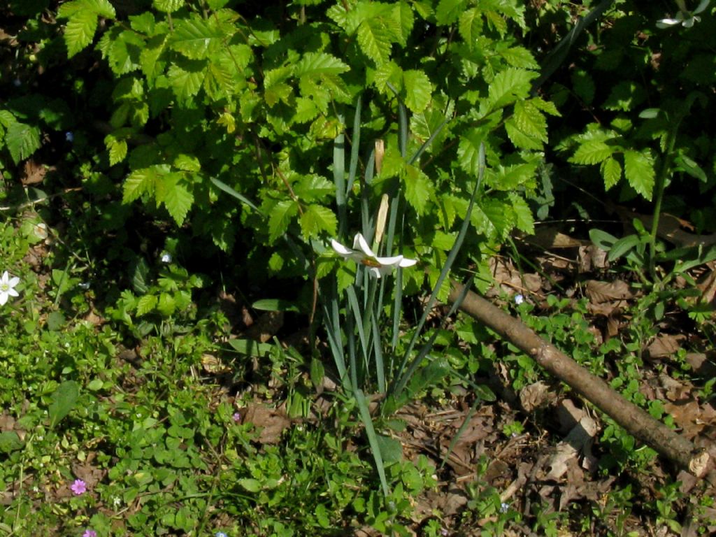 Narcissus poeticus
