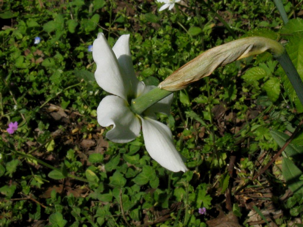 Narcissus poeticus
