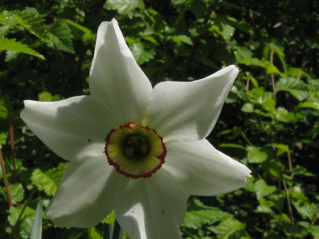 Narcissus poeticus