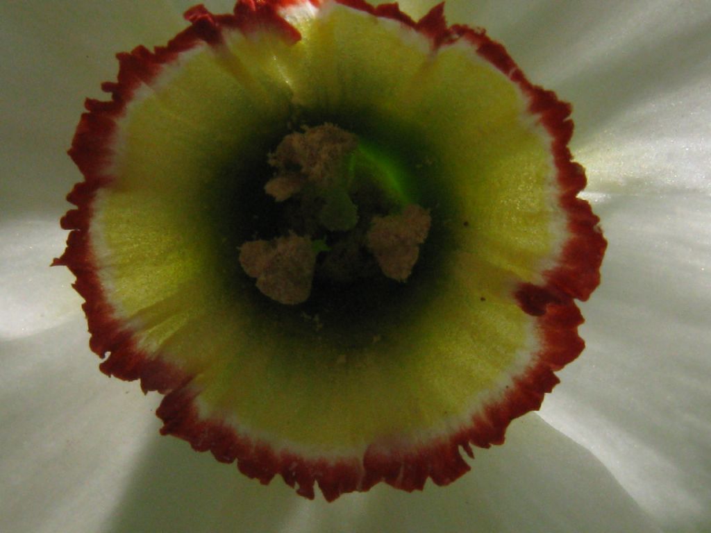 Narcissus poeticus