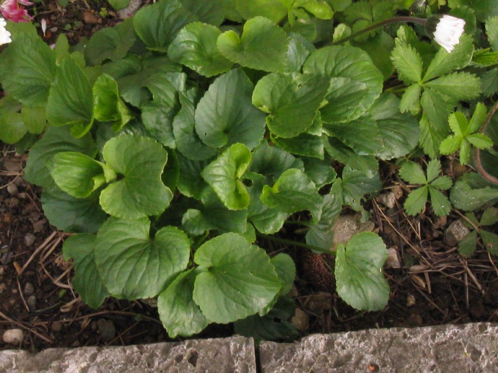 Viola reichenbachiana?  No...Viola alba (f. di introgressione)