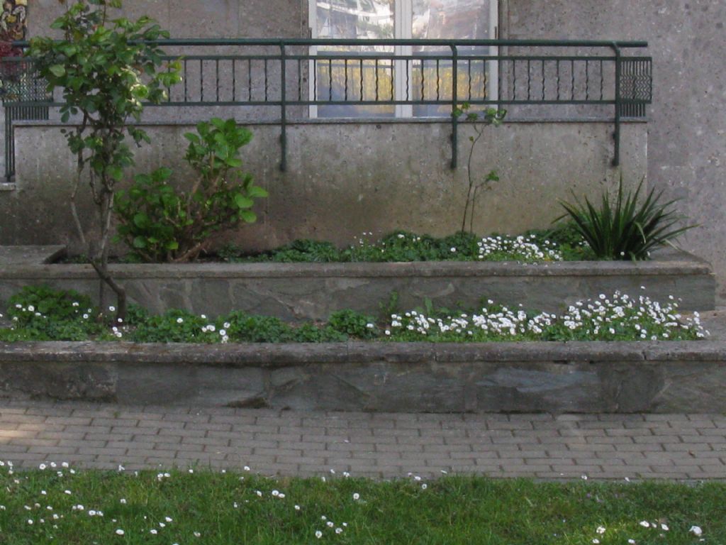 Viola reichenbachiana?  No...Viola alba (f. di introgressione)